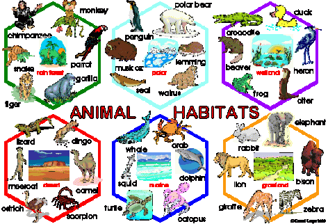 animal-habitat-activities-for-kids